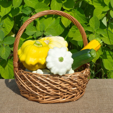 Crop of squash and zucchini in wicker basket outdoorsの写真素材