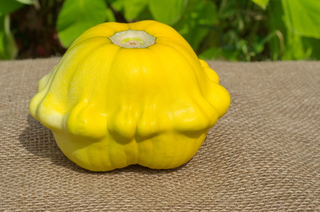 Yellow squash on burlapの写真素材