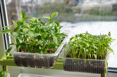 Seedlings of peppers and tomatoes in plastic trays on the windowの写真素材