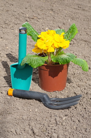 Primula vulgaris, transplant in open groundの写真素材
