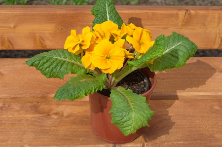Primula vulgaris on a wooden bench in a plastic potの写真素材