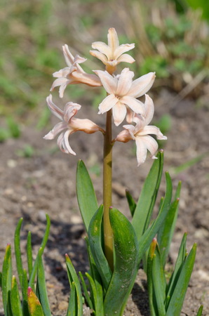 Pink hyacinth (lat. Hyacinthus) closeupの写真素材