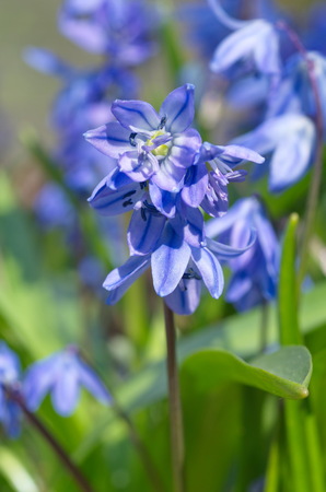 Scylla double Taurica (lat. Scilla difolia L.) closeupの写真素材