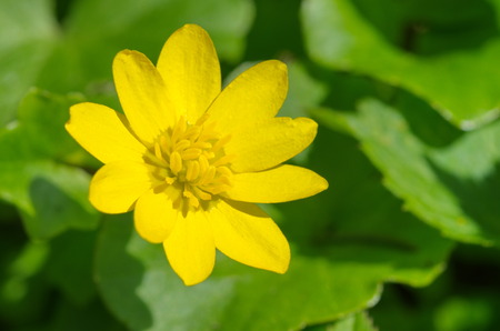 Buttercup spring (lat. Ranunculus ficaria) closeupの写真素材