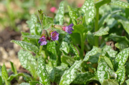 Lungwort sugar, or spotted (lat. Pulmonaria saccharata)の写真素材
