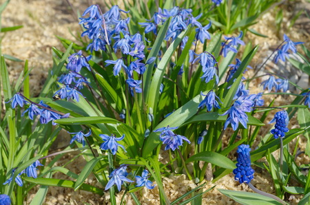 Scylla double Taurica (lat. Scilla difolia L.)の写真素材