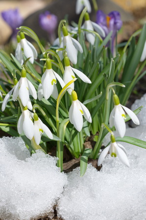 Snowdrops Voronova (lat.Galanthus woronowii) in snowの写真素材