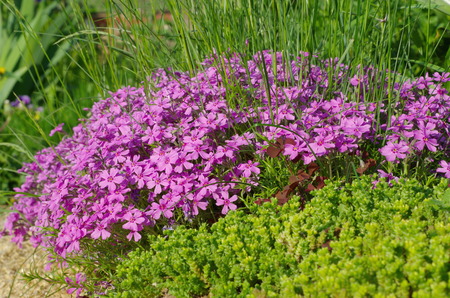 Flowers Phlox subulate in the gardenの写真素材
