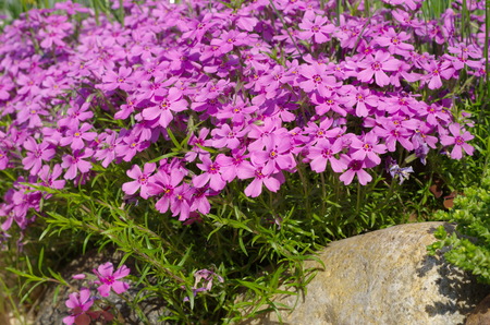 Flowers Phlox subulate in the gardenの写真素材