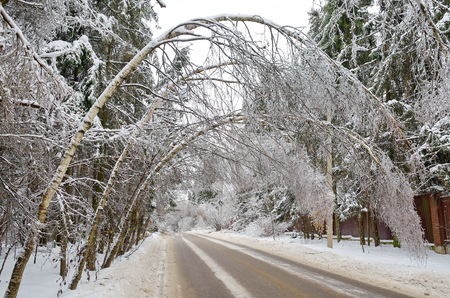 Birches leaned over the road after freezing rain and strong windの写真素材