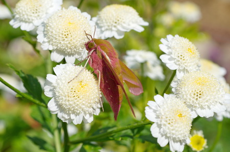 Hyles average wineの写真素材