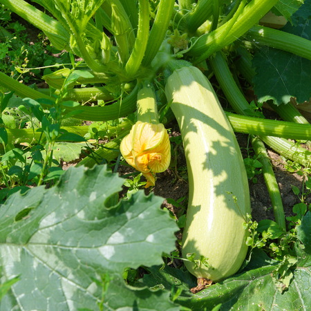 Courgettes grow in the gardenの写真素材