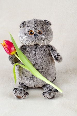 Soft toy plush cat with flower Tulipの写真素材