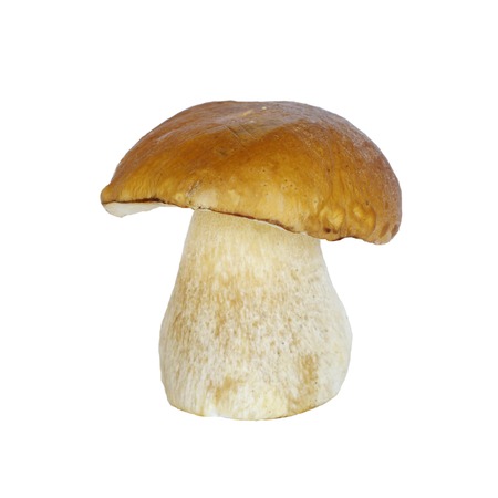 White mushroom (lat. Boletus edulis) isolated on white backgroundの写真素材