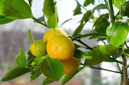 Calamondin branch (lat. Citrofortunella microcarpa) with fruits closeupの写真素材
