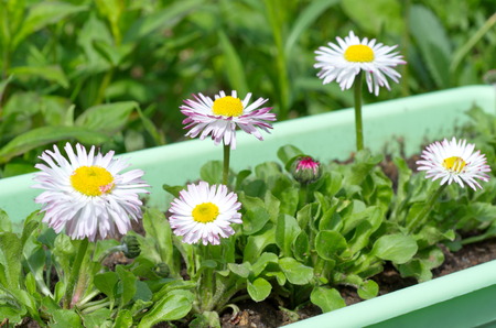 Perennial Daisy (lat. Bellis perennis) in the containerの写真素材