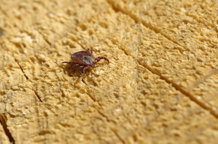 Tick ??(lat. Acarina)