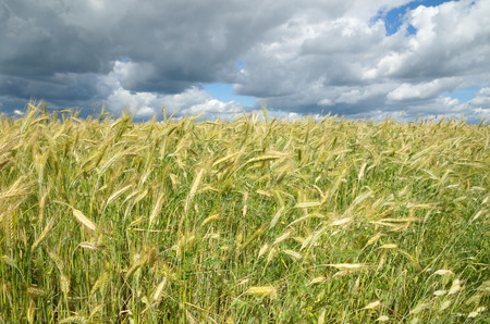 Ears of rye against the background of a stormy skyの写真素材