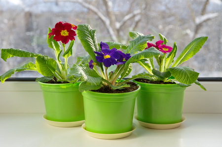 Pots with colorful primrose (lat. Primula vulgaris) on the windowsillの写真素材
