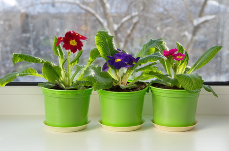 Pots with colorful primrose (lat. Primula vulgaris) on the windowsillの写真素材