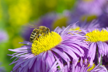 Bee on Erigeron flower collects nectar