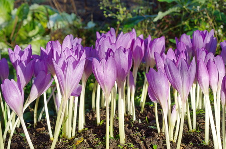 Beautiful blooming purple colchicum autumnaleの写真素材