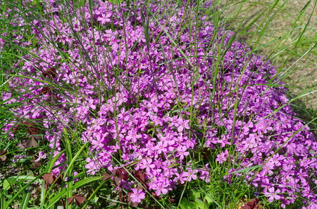 Phlox subulate (lat. Phlox subulata) on the flower bedの写真素材