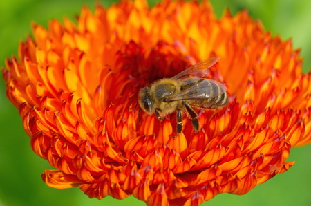 Bee on a calendula flower close-up