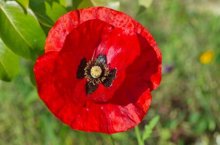Blooming red poppy (lat. Papaver) close-upの写真素材