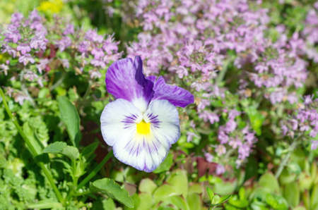 Violet tricolor (lat. Viola tricolor), or pansies on the background of flowering thyme (Lat. Thymus serpyllum)の写真素材