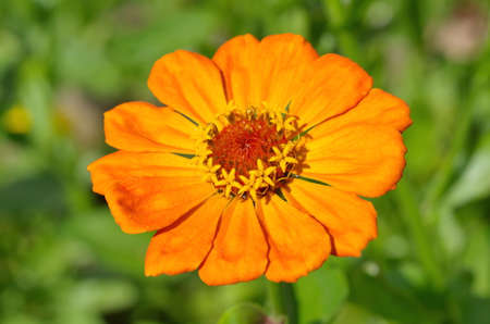 Orange Zinnia on a background of greenery close-upの写真素材