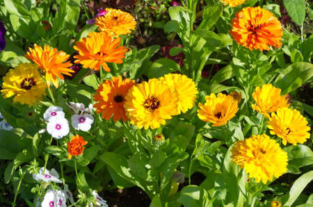 Blooming multicolored calendula (Lat. Calendula officinalis) on a flower bed in the gardenの写真素材