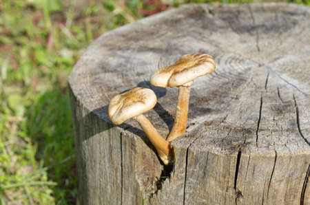 Armillaria mellea mushrooms grow on an old stumpの写真素材