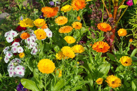 Bright calendula flowers (Lat. Calendula officinalis) on a flower bed in the gardenの写真素材