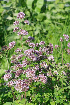 Oregano (Lat. Origanum vulgare) blooms in the garden
