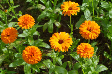 Blooming orange calendula (Lat. Calendula officinalis) in the summer gardenの写真素材