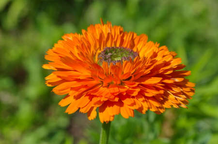 Marigold of the Green Heart variety (Lat. Calendula officinalis) blooms in the gardenの写真素材