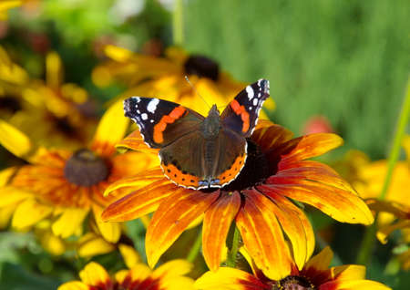 The Admiral butterfly (Lat. Vanessa atalanta) on a rudbeckia flower close-upの写真素材