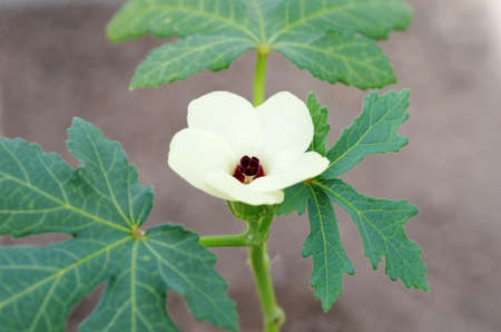 Flowering Okra, or Abelmoschus esculentus - tropical plant in the Malvaceae family close-up