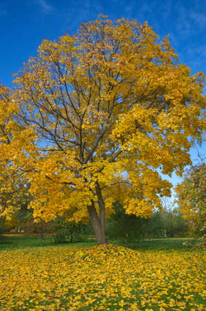 Autumn landscape with yellow maple and fallen leaves on a sunny dayの写真素材