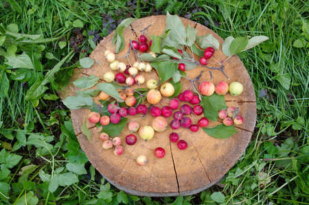 Ranet apples of different varieties on a stump in the gardenの写真素材