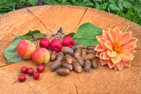 Autumn still life with apples ranet and acorns on a stump