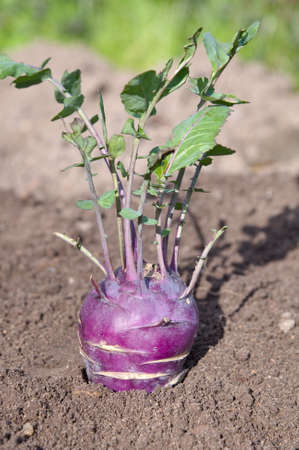 Purple kohlrabi cabbage on a bed in the vegetable gardenの写真素材
