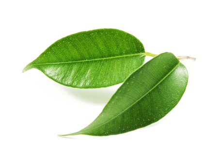 Green leaf Green leaf