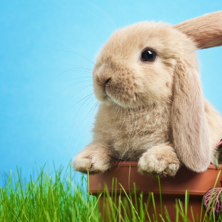 Bunny Royalty Free Stock Photos And Images Stocklib