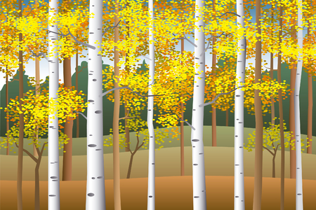 Fall birches. Fall in birch forest.のイラスト素材