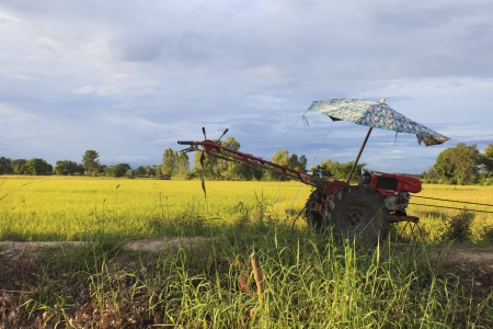 Rice field with blue sky, Thailandの写真素材
