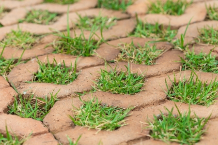 Brick floors with grass backgroundの写真素材
