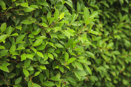 Green leaves background