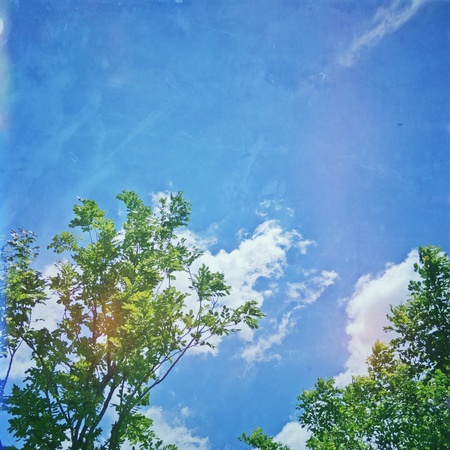 Trees and blue skyの素材